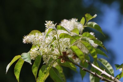 Fraxinus ornus - jasan manový (zimnář) - květenství a listy (31)